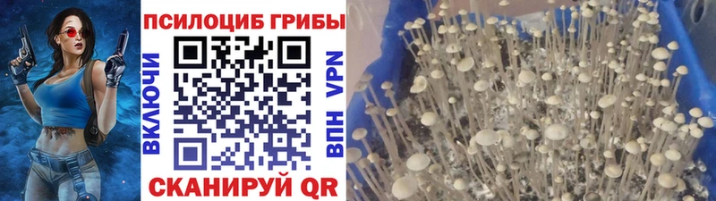 Псилоцибиновые грибы Psilocybe Краснослободск